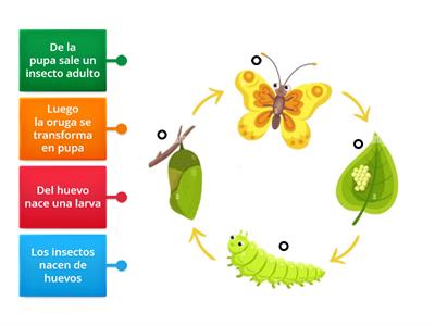  Ciclo de vida de un insecto