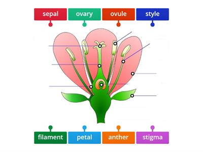 Parts of a flower