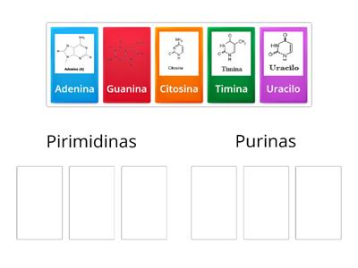 CLASIFICACIÓN DE LAS BASES NITROGENADAS