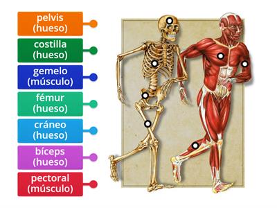 Músculos y huesos
