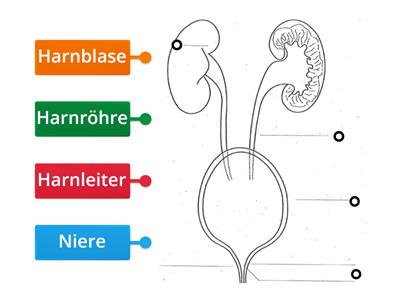 Was gehört zu den Harnorganen?