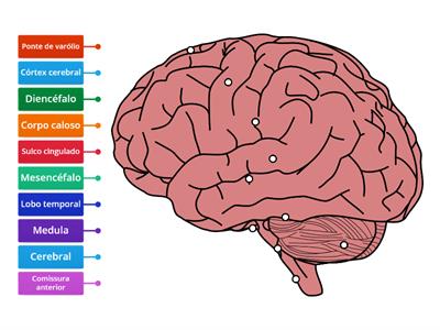 Anatomia do cérebro 