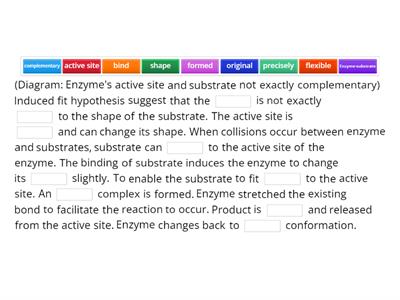 Explain the mechanism of enzyme action using “induced fit” hypothesis with an aid of a diagram.