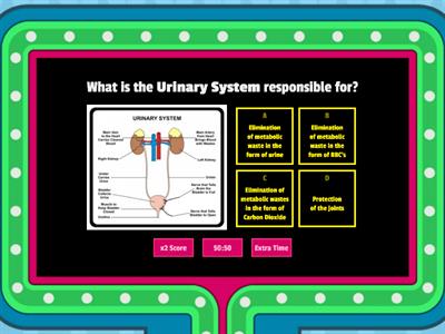 Urinary and Digestive Systems