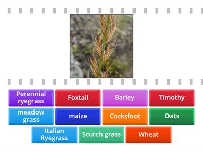 Poaceae family species