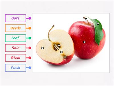 Parts of an Apple Diagram