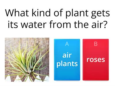 Strange Plants Quiz