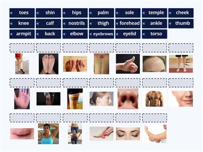 EFE Beginner 2 _Body Parts