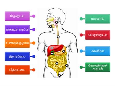 செரிமான மண்டலம்