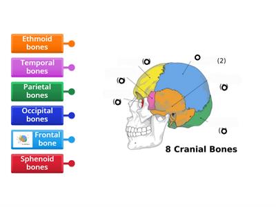 8 Cranial bones