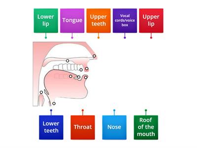 B1-B2 M1 W1 Pronunciation Parts of the Mouth
