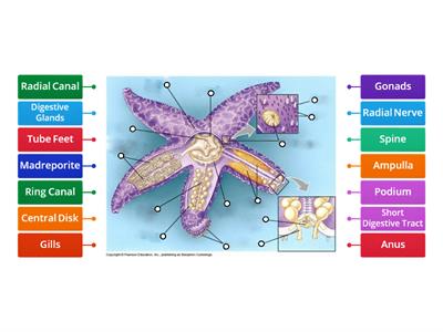 Structure of Starfish (Animalia : Phylum Echinodermata)