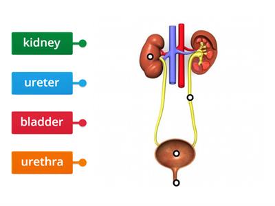 Urinary System