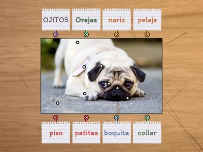 APRENDIENDO LAS PARTES DE UN PUG