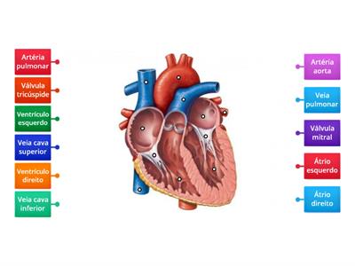 ANATOMIA DO CORAÇÃO