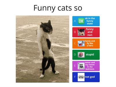 funny cats so