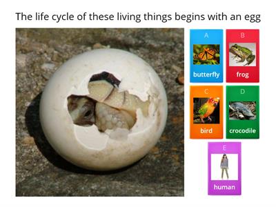 Compare and Contrast Living Things