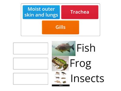 Respiratory System of Fish, Amphibian, and Insect