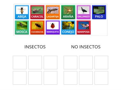 ¿CÚALES SON LOS INSECTOS?