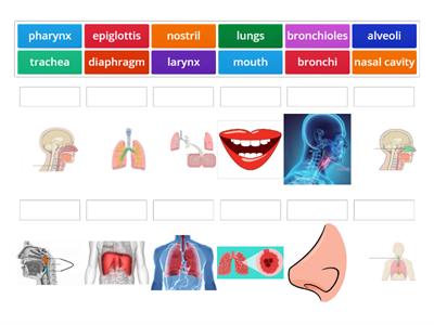 Parts of the Respiratory System