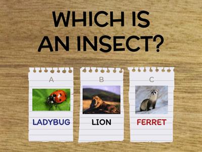 WHICH IS AN INSECT?