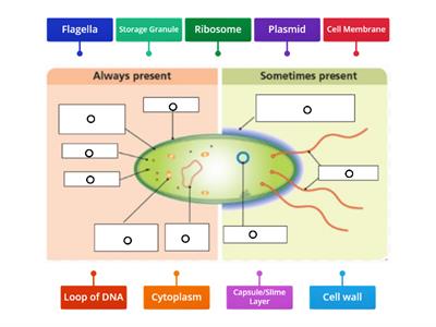 Label the Bacteria