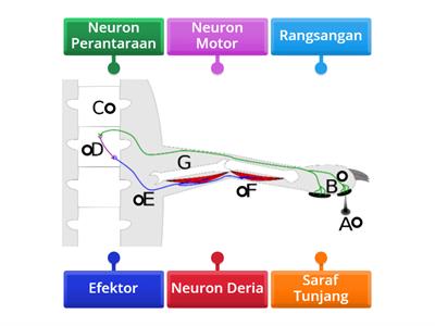 SAINS: Arka Refleks 3 Neuron