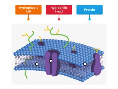 Cell Membrane Labeling