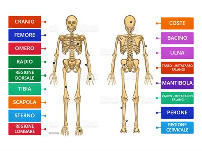 Lo scheletro: le ossa