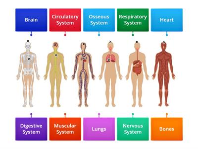 Human body systems & organs