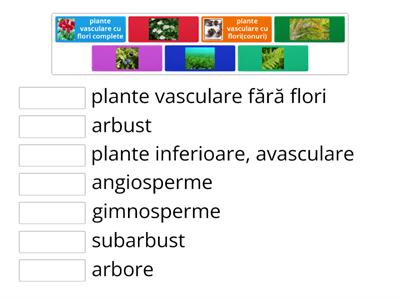 Regnul Plantae(clasificare)