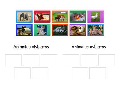 Animales vivíparos y animales ovíparos