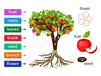Parts of a Fruit Tree