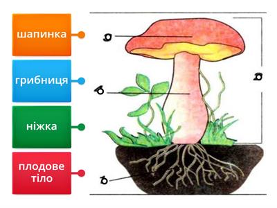 Будова гриба