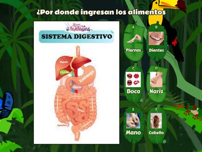 EL SISTEMA DIGESTIVO