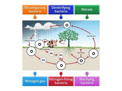 Nitrogen Cycle - Bacteria