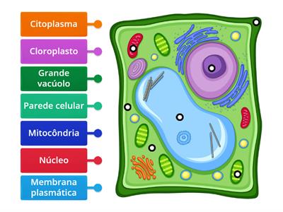 Estrutura da célula vegetal