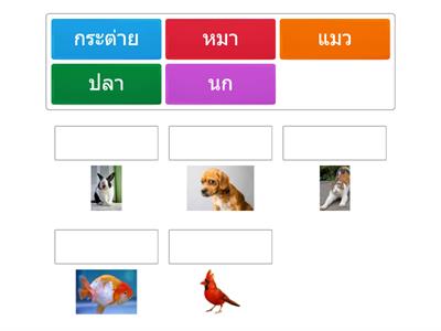 Match Thai words with pictures about Pet.