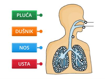 Sustav organa za disanje