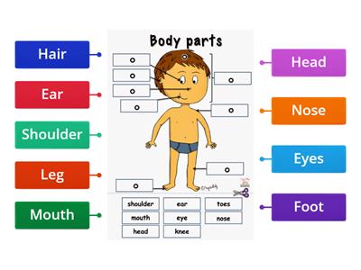 Body Parts