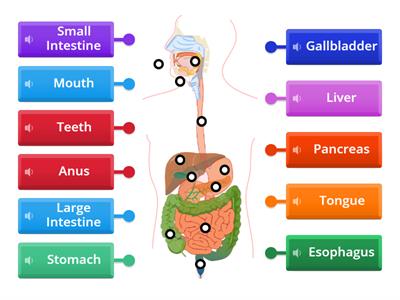 Match. Digestive System organs