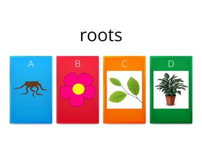 Plants Parts