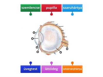 Szem  (könnyű)
