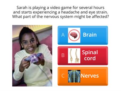 How the Nervous System Works 