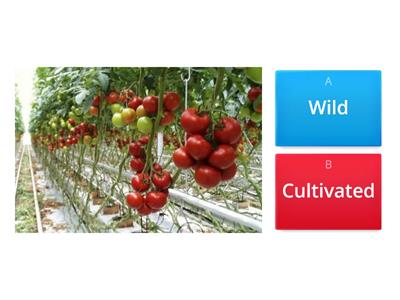  Wild or cultivated plants?