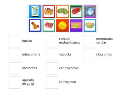 biologia funcion con el organelo celular