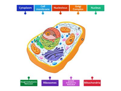 Animal Cell Labeling Challenge