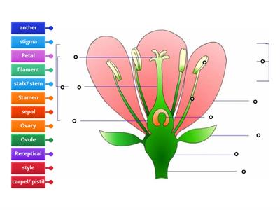 Parts of a Flower