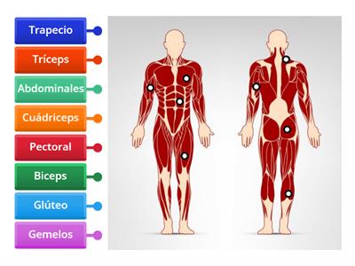 Músculos del cuerpo humano 3ro