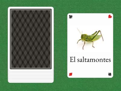 Los insectos Basic Vocabulary